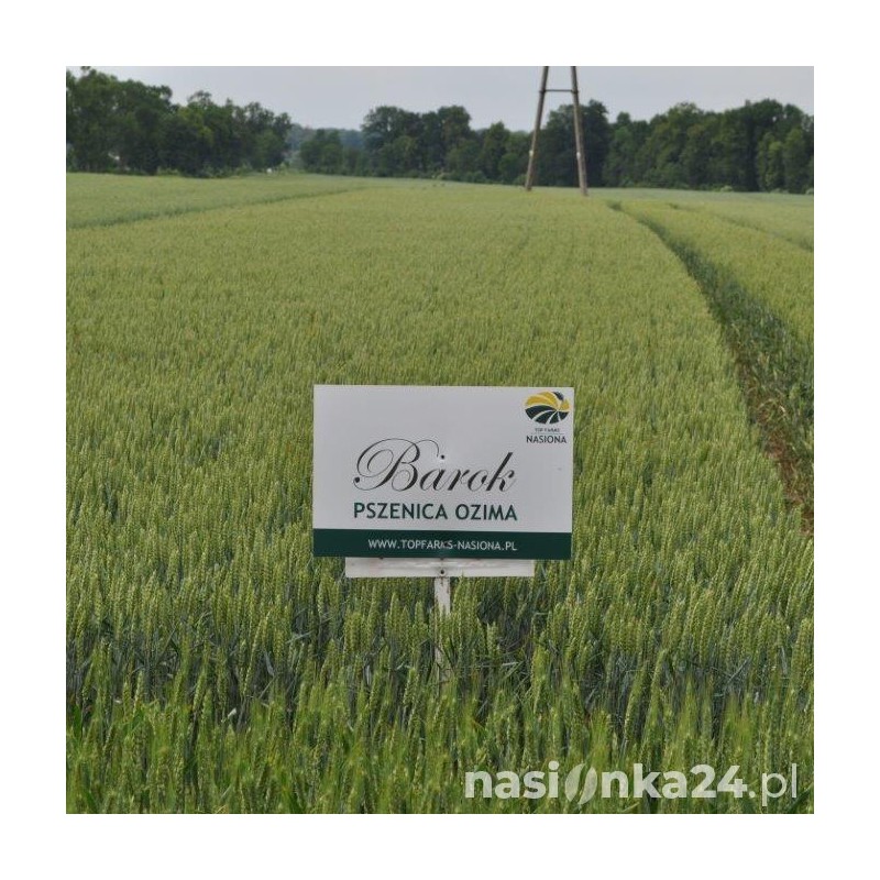 Pszenica ozima Barok  - BigBag (worek 500kg)