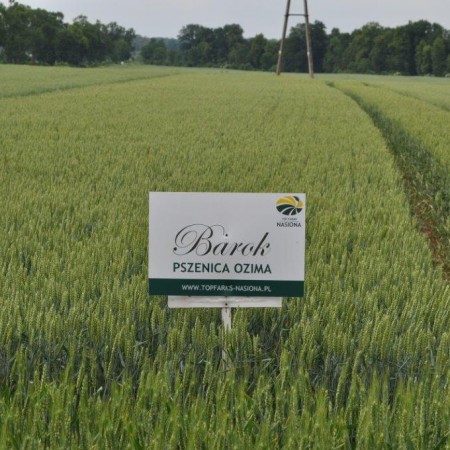 Pszenica ozima Barok  - BigBag (worek 500kg)