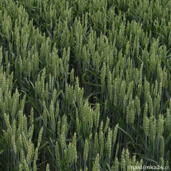 Pszenica ozima Barok  - BigBag (worek 500kg)