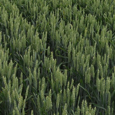 Pszenica ozima Barok  - BigBag (worek 500kg)