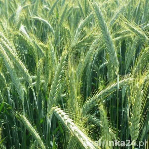 Pszenżyto ozime Torino - Paleta (24 worki  50kg)