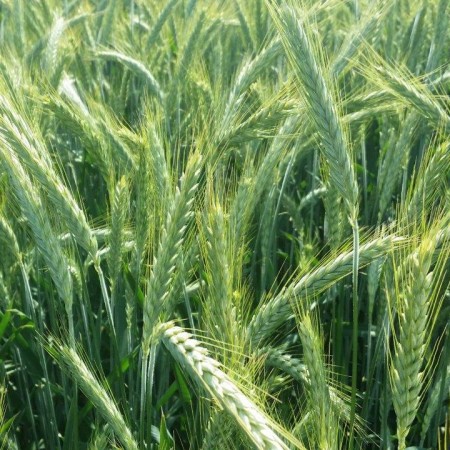 Pszenżyto ozime Torino - Paleta (24 worki  50kg)