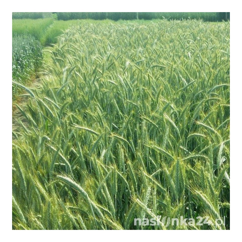 Pszenżyto ozime Torino - Paleta (24 worki  50kg)