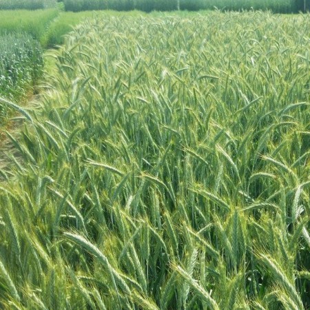 Pszenżyto ozime Torino - Paleta (24 worki  50kg)